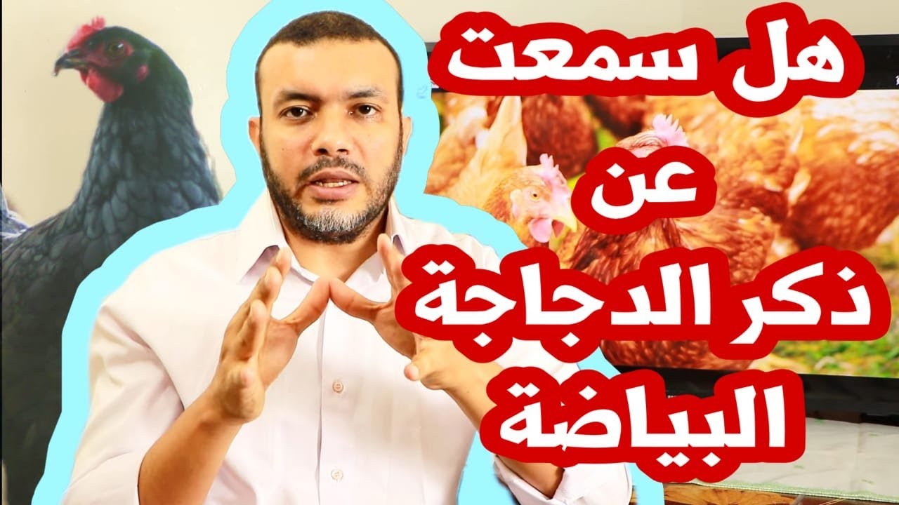 كيف أستثمر في تربية ذكر الدجاجة البياضة؟ انتبهوا للنصب