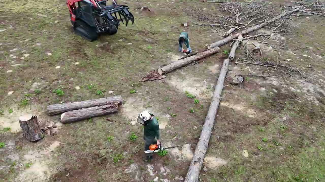 FL Pine Beetle Infestation Tree Removals
