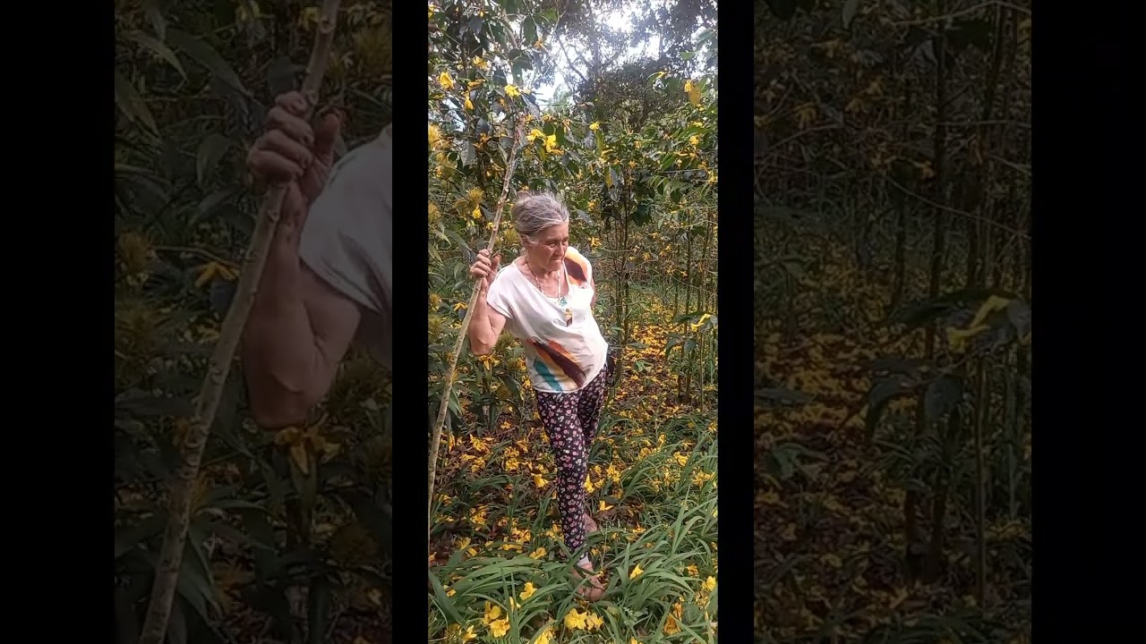 Siembra árboles, cosecha vida