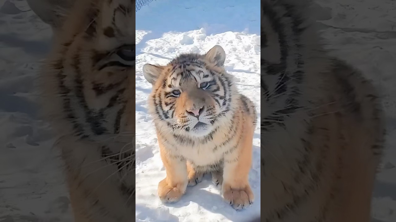The little fat tiger who was excluded by his peers #animals #cute #tiger