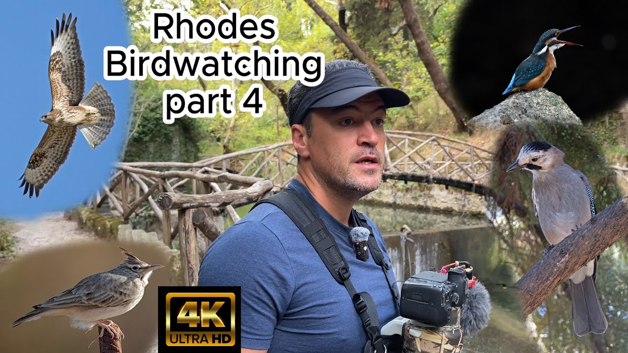 Rhodes, Greece, Birdwatching Part 4. Canon R7 & RF 200-800mm lens. September 2024. 4K