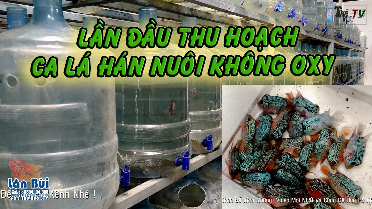 Lần Đầu Thu Hoạch Cá Cá Lán Nuôi Không Oxy | Phần 1
