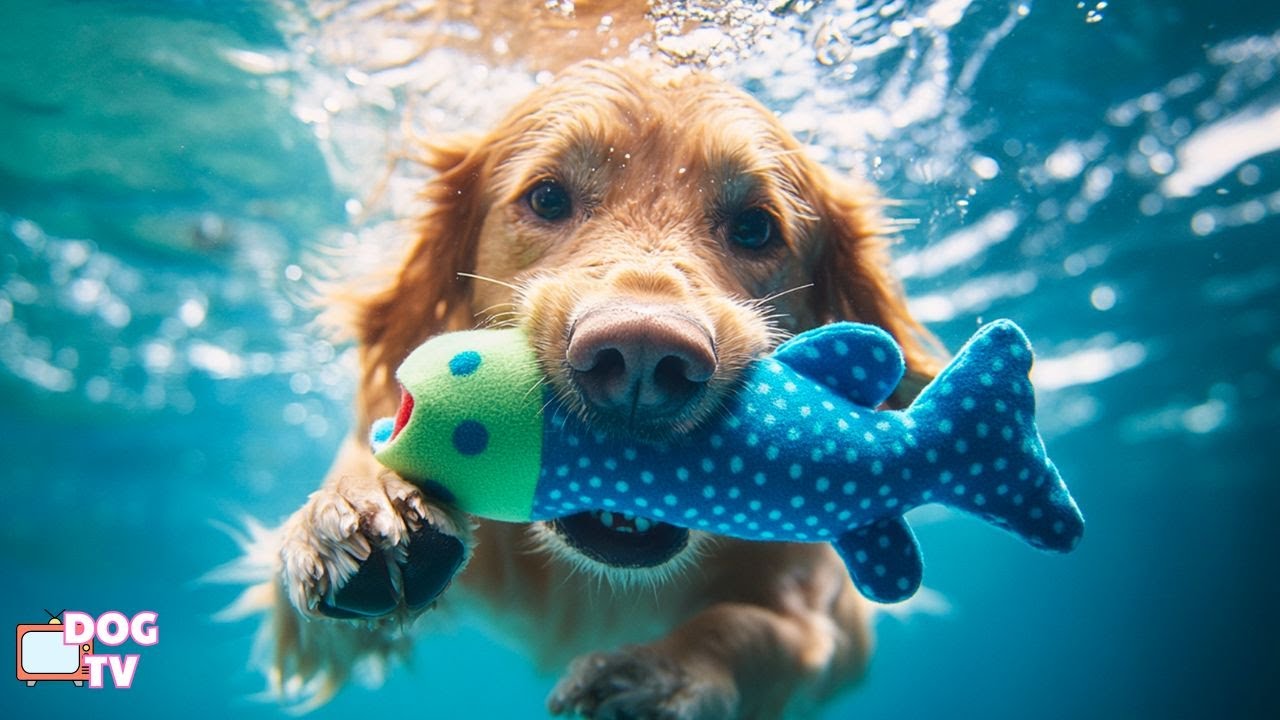 12 Hours of Dog Music for Relaxation 💖 Relaxing Dog TV 💤 Ideal for Dogs with Separation Anxiety