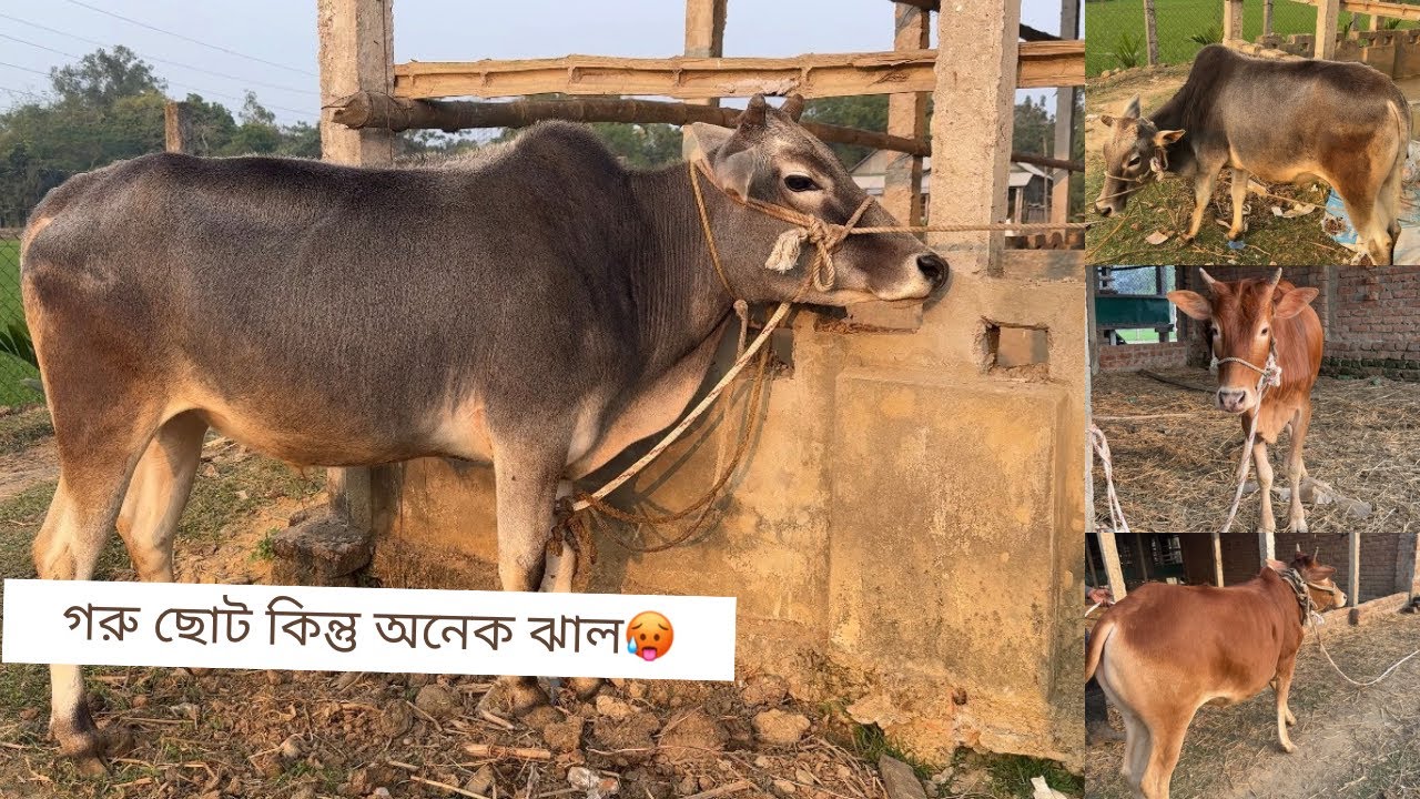অল্পের জন্য বেঁচে গেলাম🤦‍♀️| গরু ছোট কিন্তু অনেক ঝাল🥵