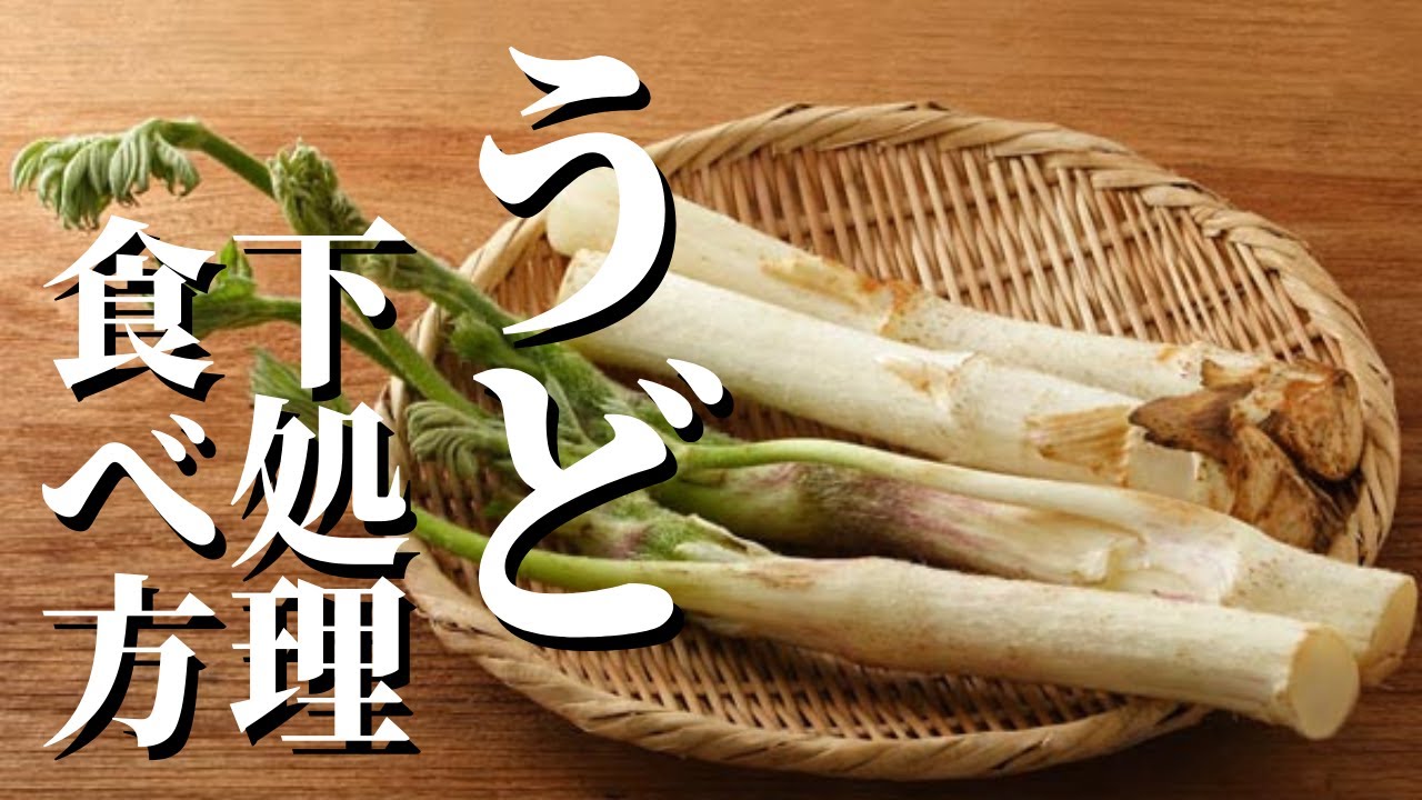 【ウド】の切り方・下処理・美味しいレシピまで！｜旬を食べつくす！