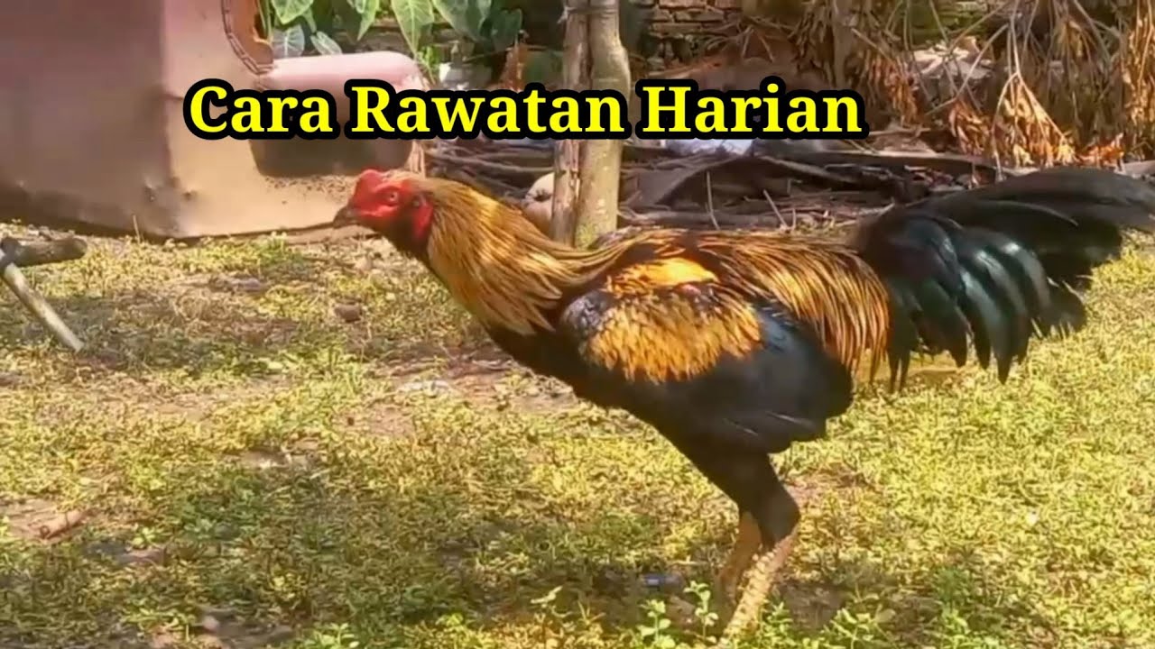 Cara Rawatan Harian 