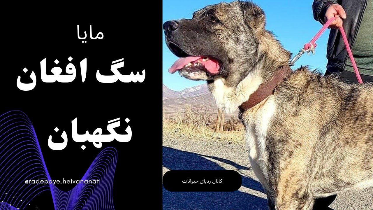 مایا؛ سگ افغان بسیار زیبا و بازیگوش | سگ نگهبان و آدم گیر افغان
