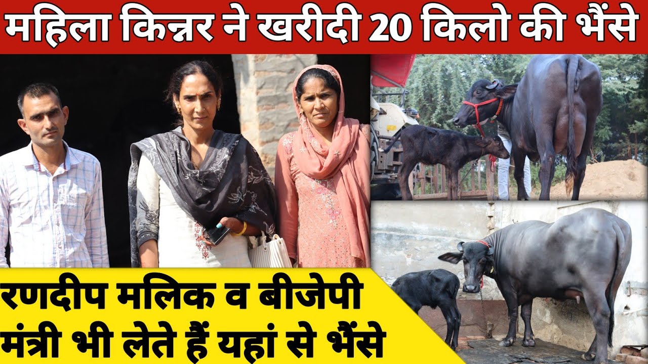 महिला किंनर ने खरीदी 20 किलो की भैंसे, हर समय मिलेगा टॉप का पशुधन | Devaram Dairy Farm (9671063500)
