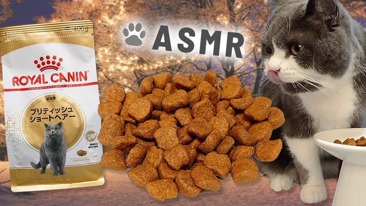 [Кошка ACMP] 🐈🎧Ешьте негабаритную сухую пищу [звук еды Кот]