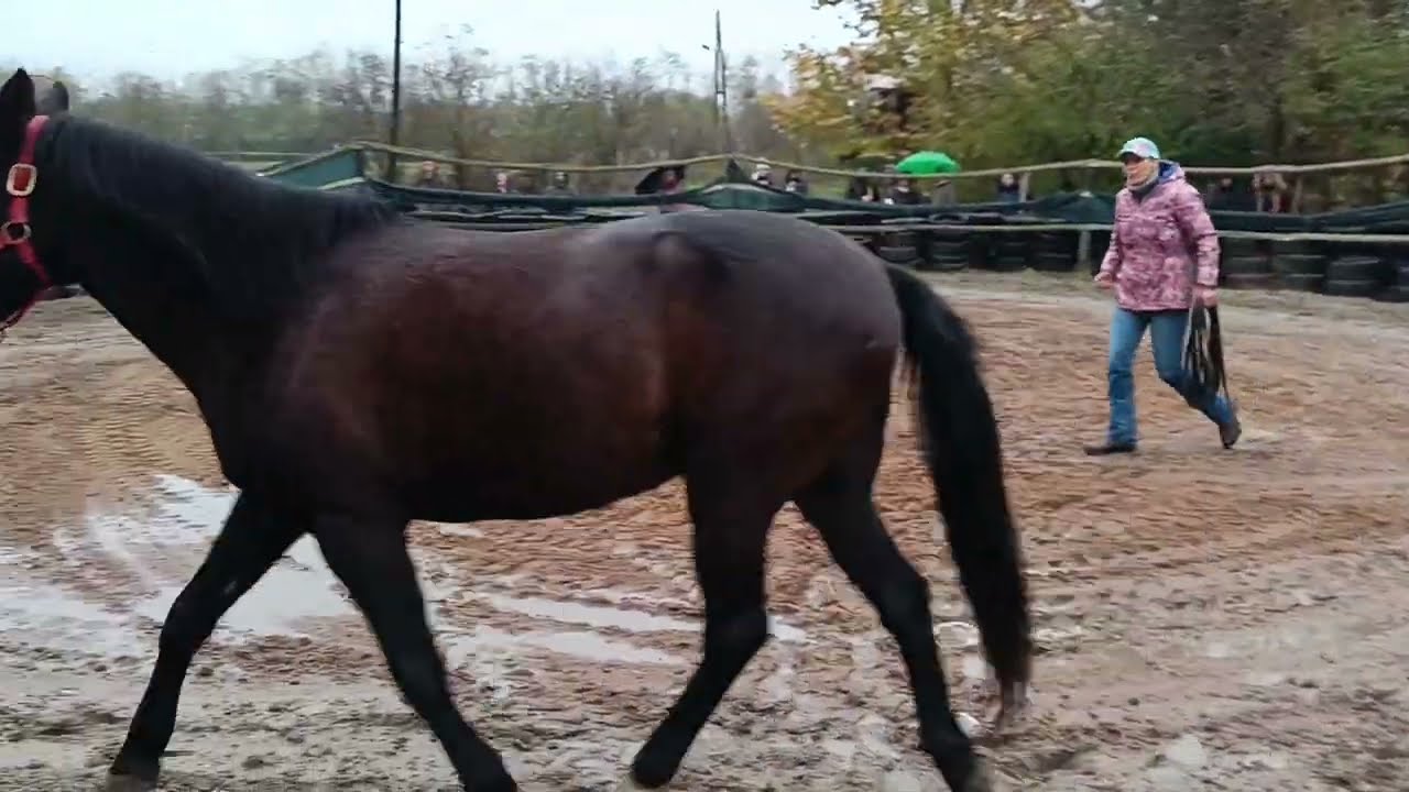 Pataky Kata (Monty Roberts instruktor): Az első kapcsolatfelvétel a lóval - 3. rész