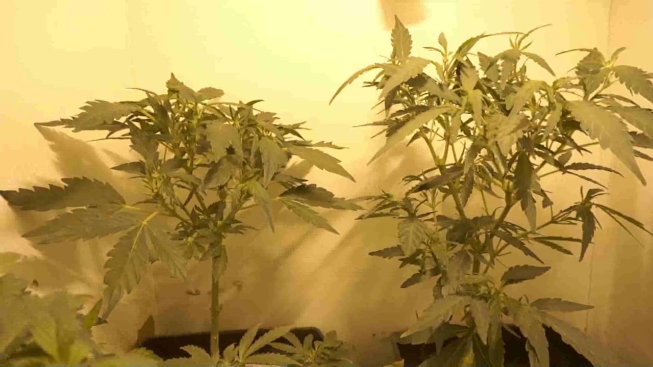 Special queen #1 Royal queen seeds Rqs tutankhamon pyramid