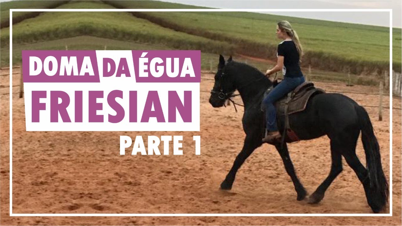 Doma da potra Friesian (Frísio) Charlott - PARTE 1