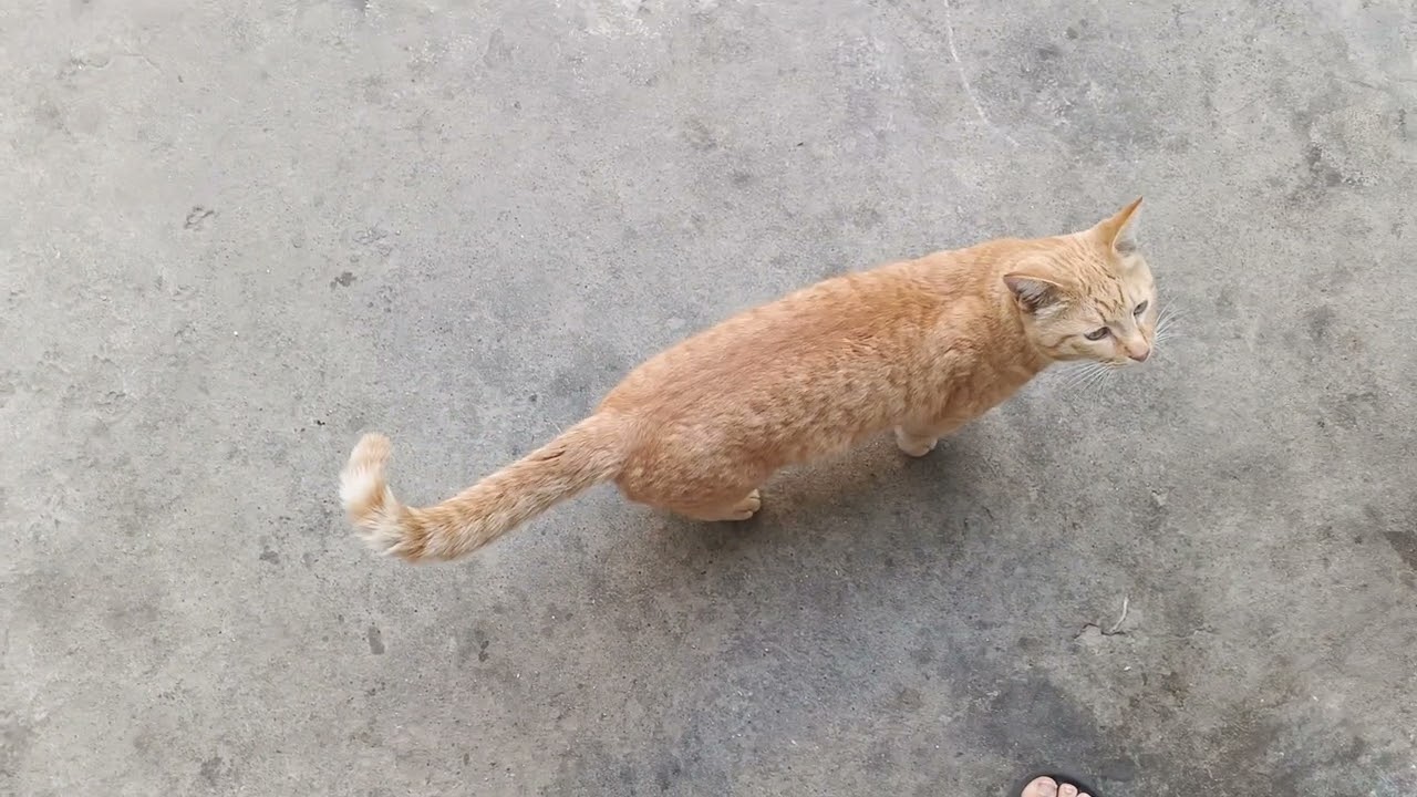#ginger male want food blackie kosem his wife comes also#cat #funny #catfighter #trending