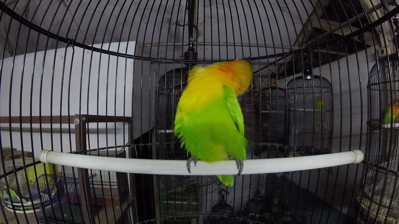 FULL 4 JAM MASTERAN LOVE BIRD KONSLET SUARA MINOR #EPS012