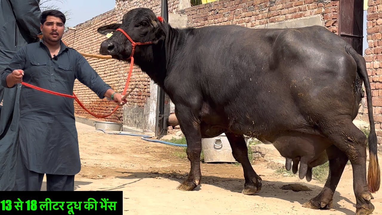 13 से 18 लीटर दूध की भैंस किस रेट में मिलेगी जानते हैं गुलफान भाई से 