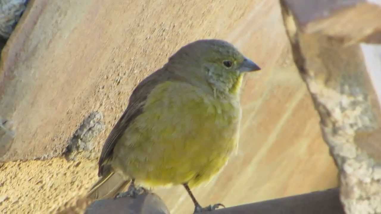 Bolivia-Yellow Warbler singing.