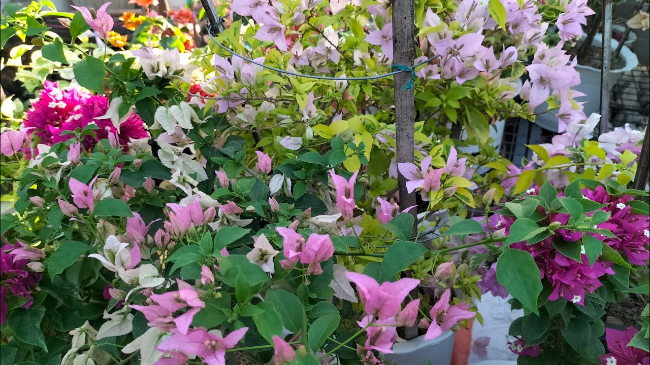 (W/ ENGLISH SUBTITLES) NON LEGGY BOUGAINVILLEA VARIETIES / BOUGAINVILLEA FLOWERS FOR LIMITED SPACE