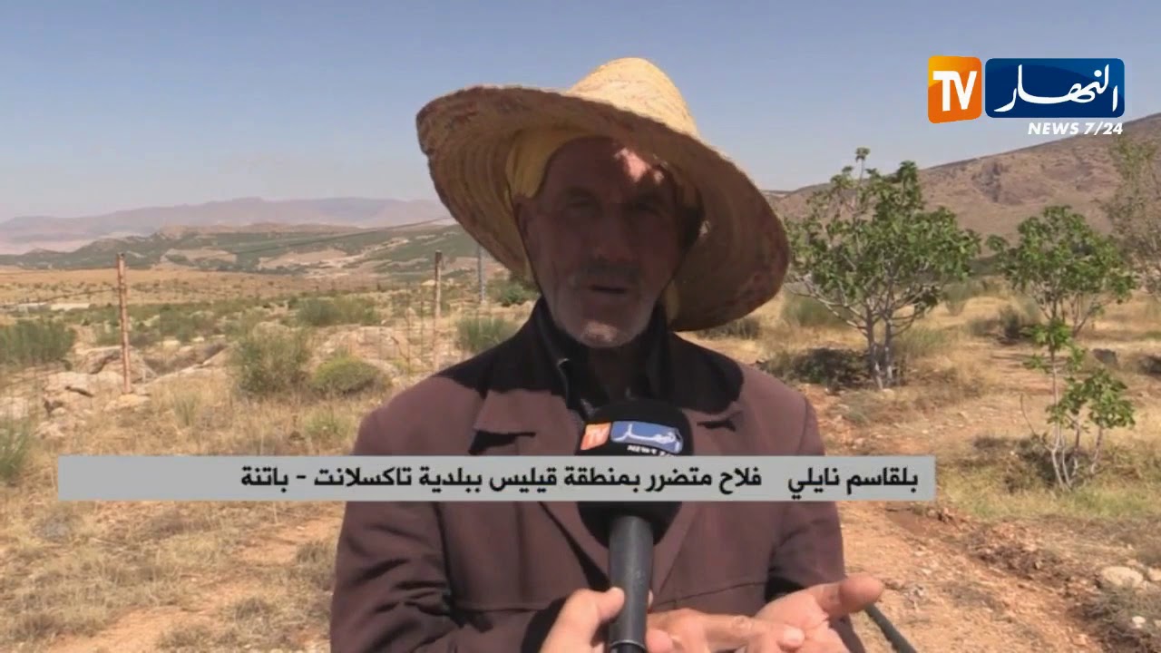 باتنة/ فلاحو تاكسلانت يتكبدون خسائر كبيرة بسبب البرد