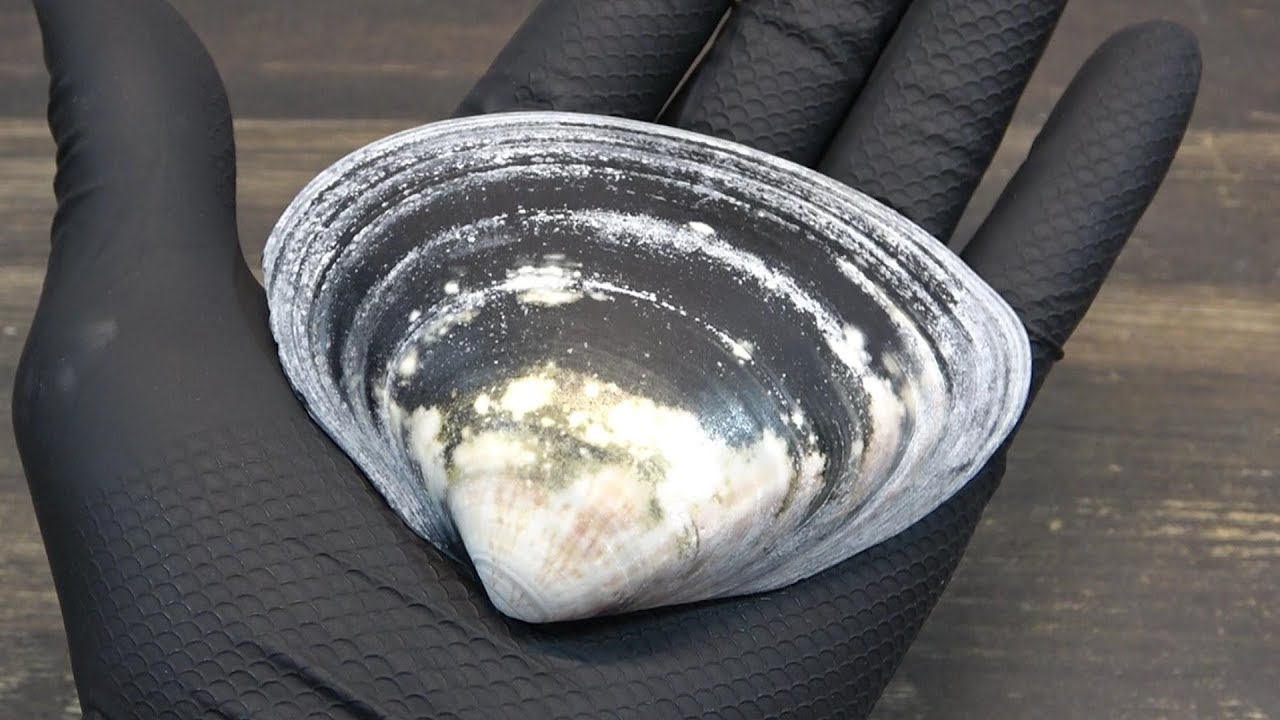 ハマグリ磨き タイムアタック 7時間11分58秒
