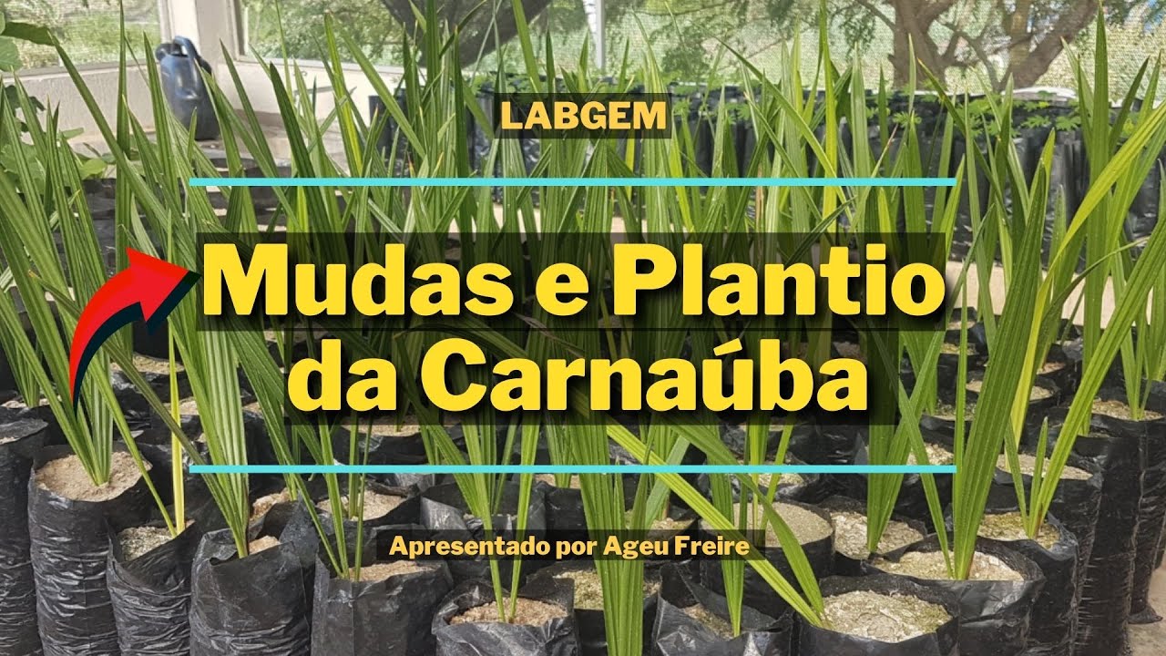 Mudas de carnaúba e plantio