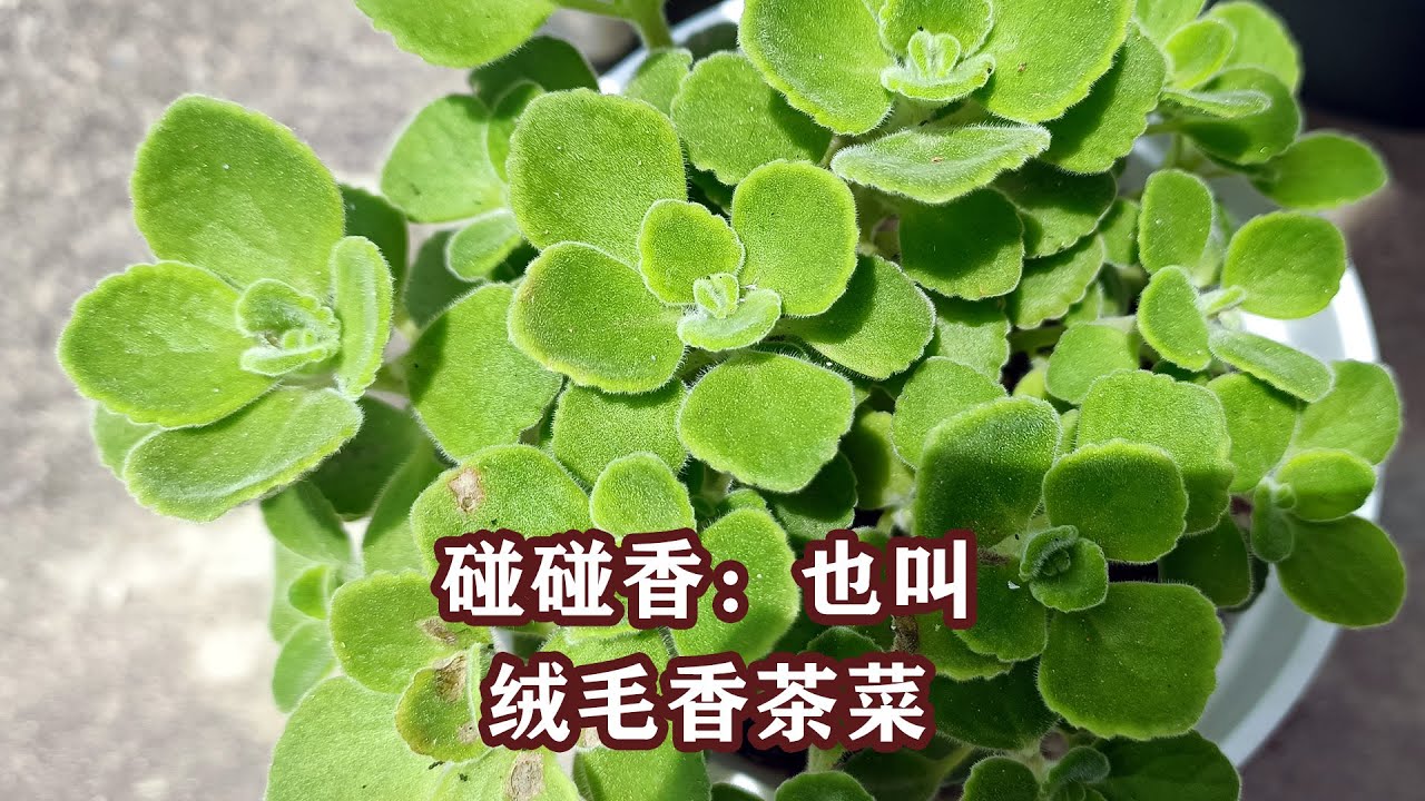 碰碰香：特别耐热，繁殖力超快 Plectranthus tomentosa：Highly heat-tolerant and reproduces at a rapid pace.