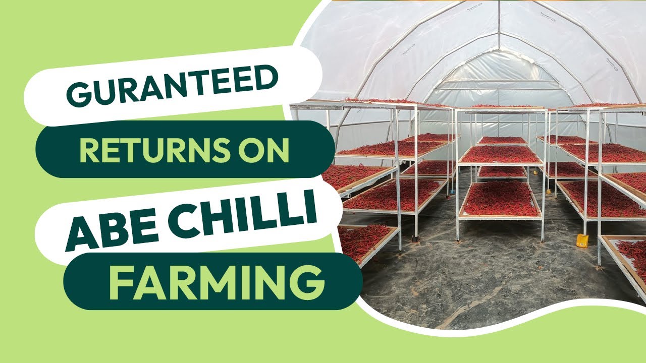 Guaranteed Returns with ABE Chilli Farming