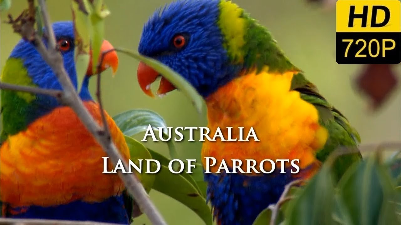 Australia Tierra de Loros  - 2007 -  Documental  HD 720p