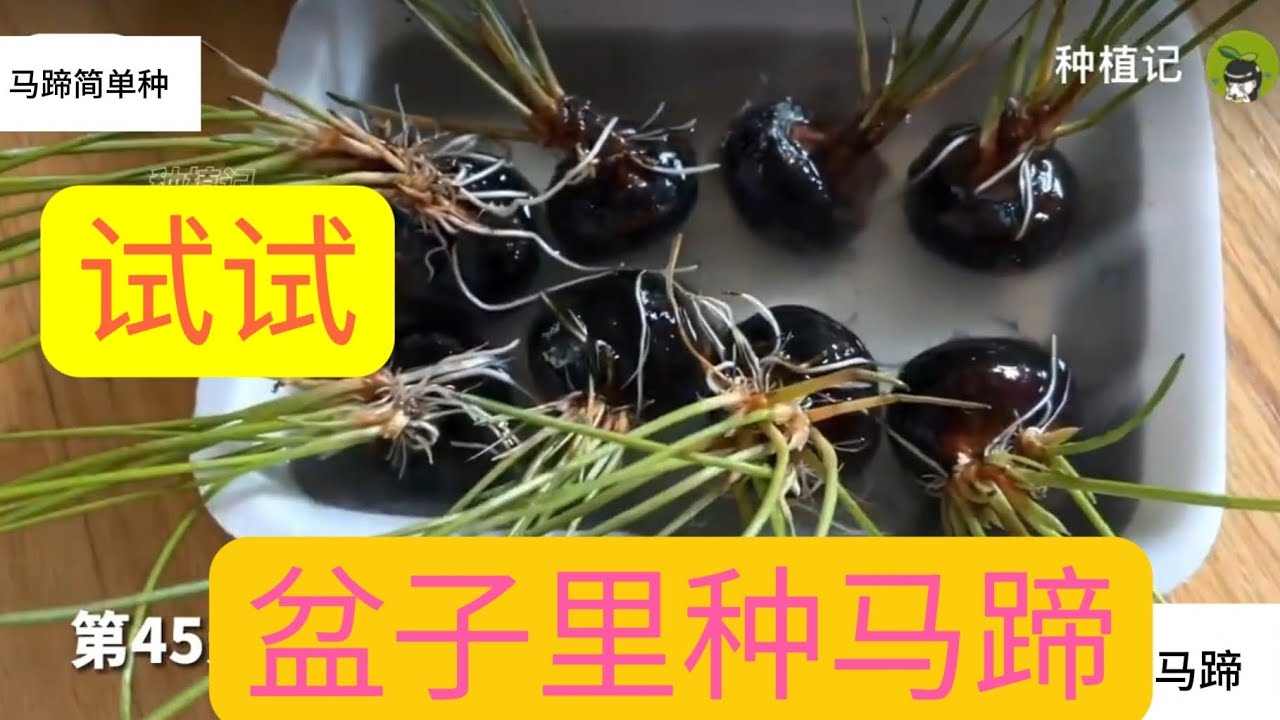 盆子里种马蹄好简单