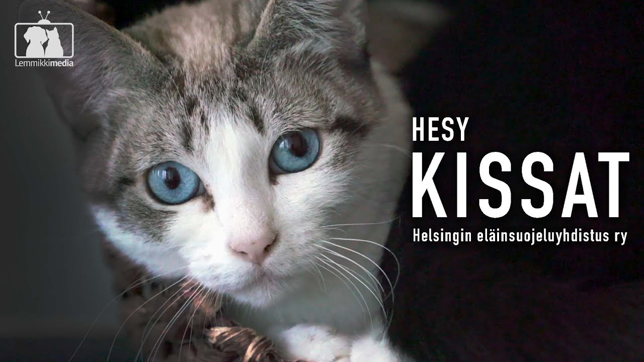 Kissat: HESY – Kissoille parempi elämä