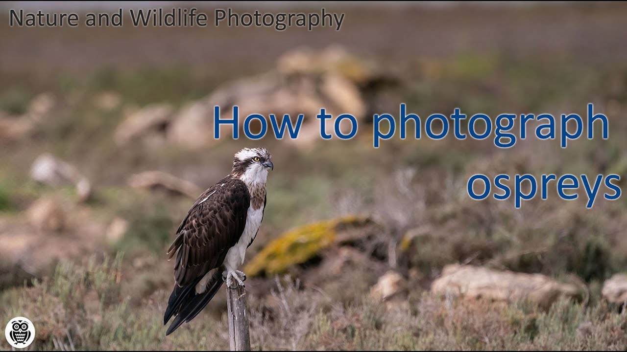 How to photograph an osprey
