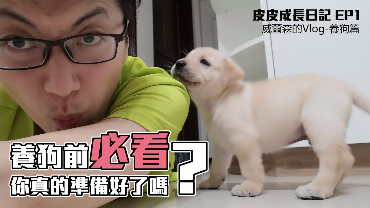 【皮皮成長日記 EP1】神犬拉不拉多適合養在公寓嗎 養狗前先確認是否真的作好準備