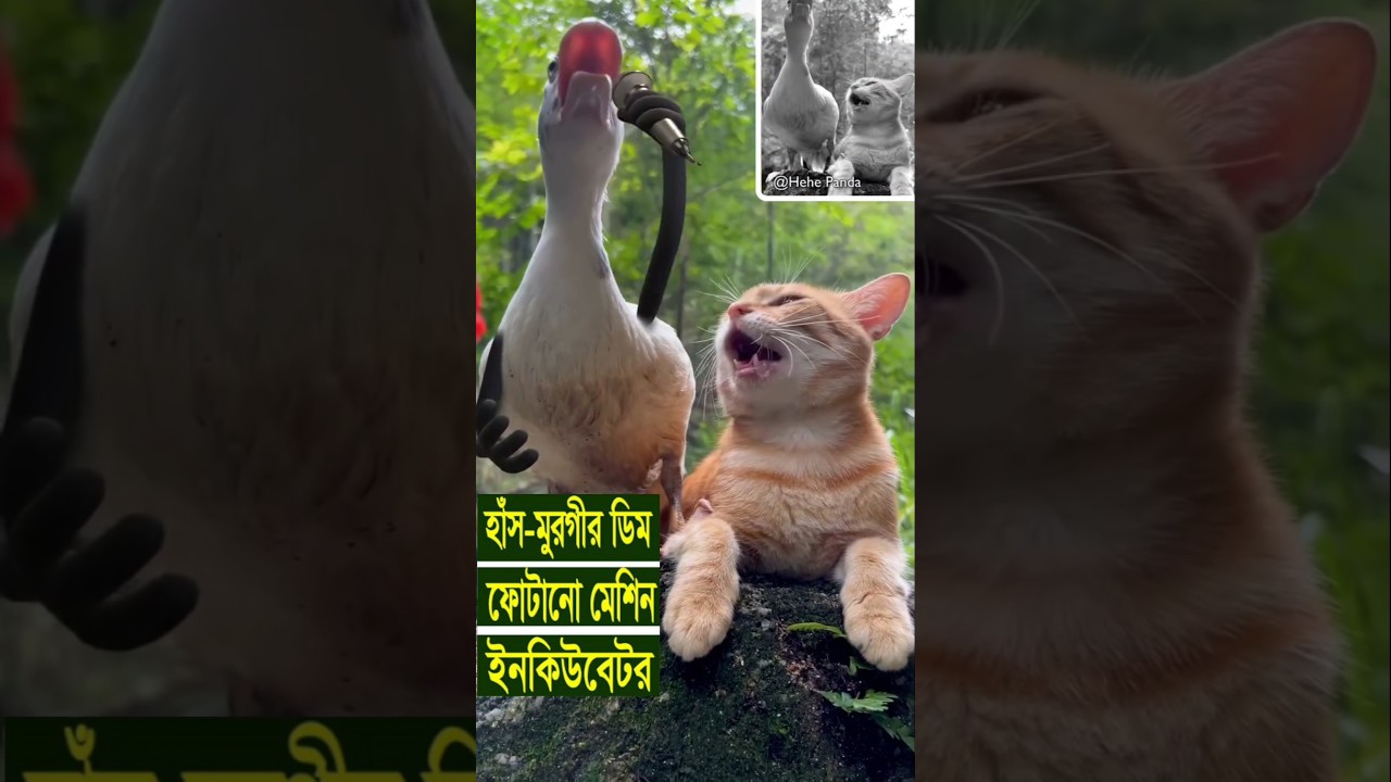 হাঁস মুরগির ডিম ফোটানো ইনকিউবেটর মেশিন বিক্রি 