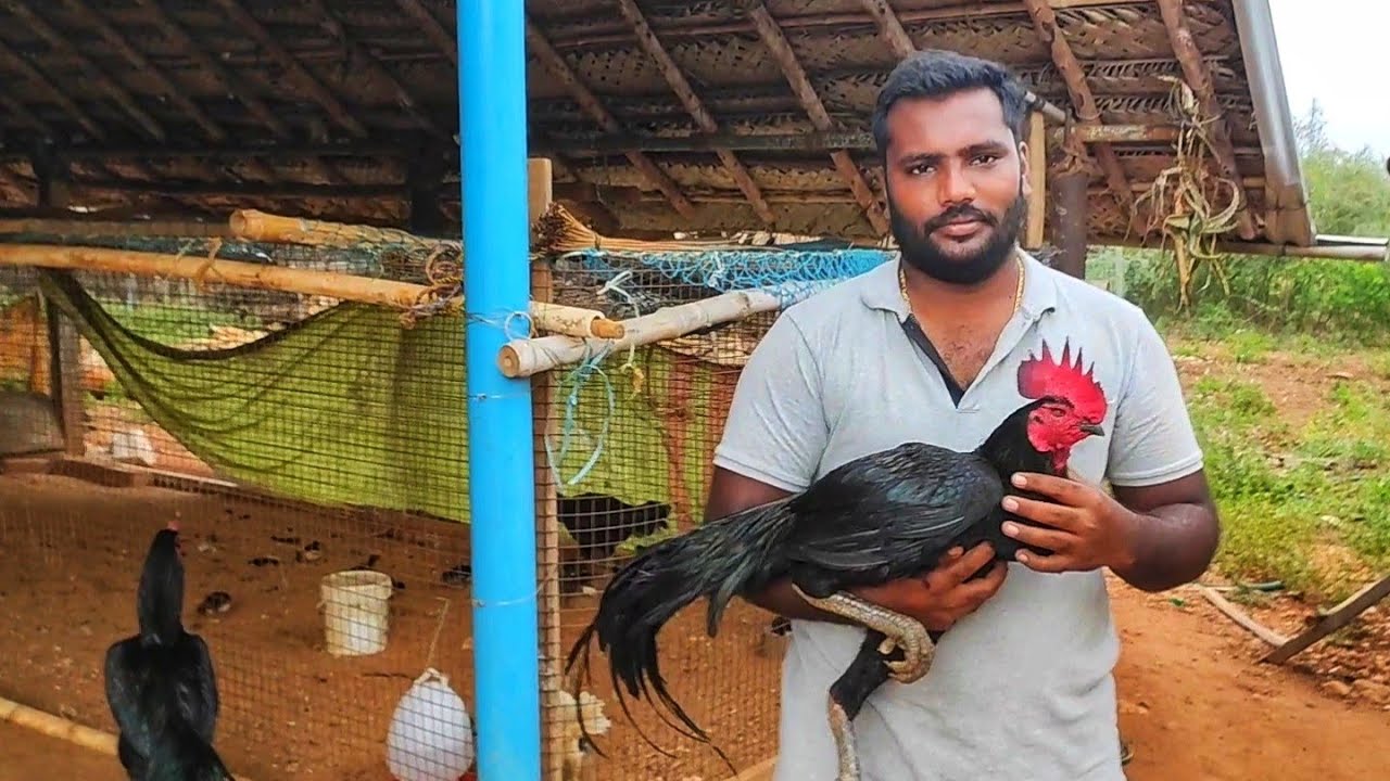 Dyeblack Satish anna seval kattutharai | seval kattutharai | chicks for sale @SakthiFarms