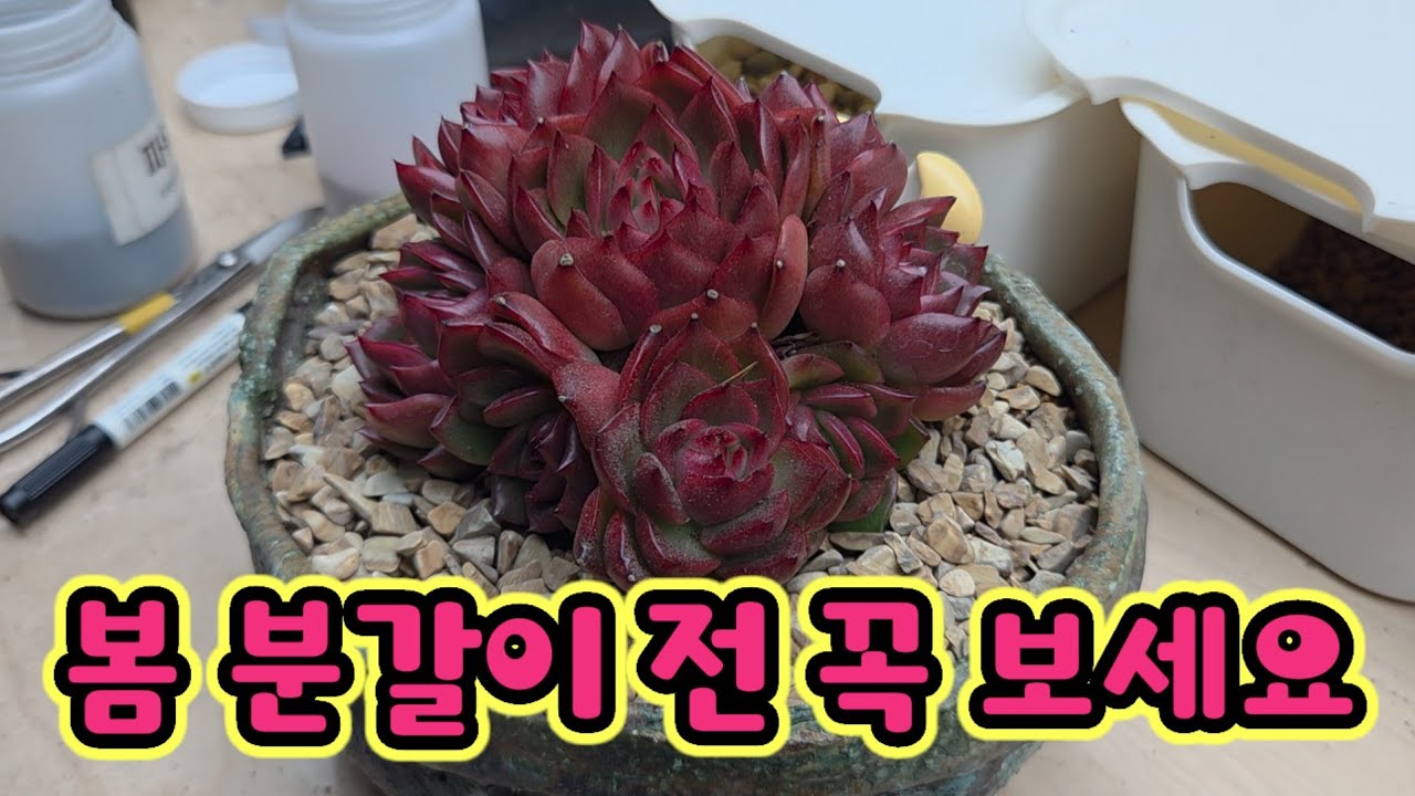 봄 분갈이 전 꼭 보세요💕 여름 해충 대비해서 미리미리 준비해요 💕사박토 010.3436.6631 