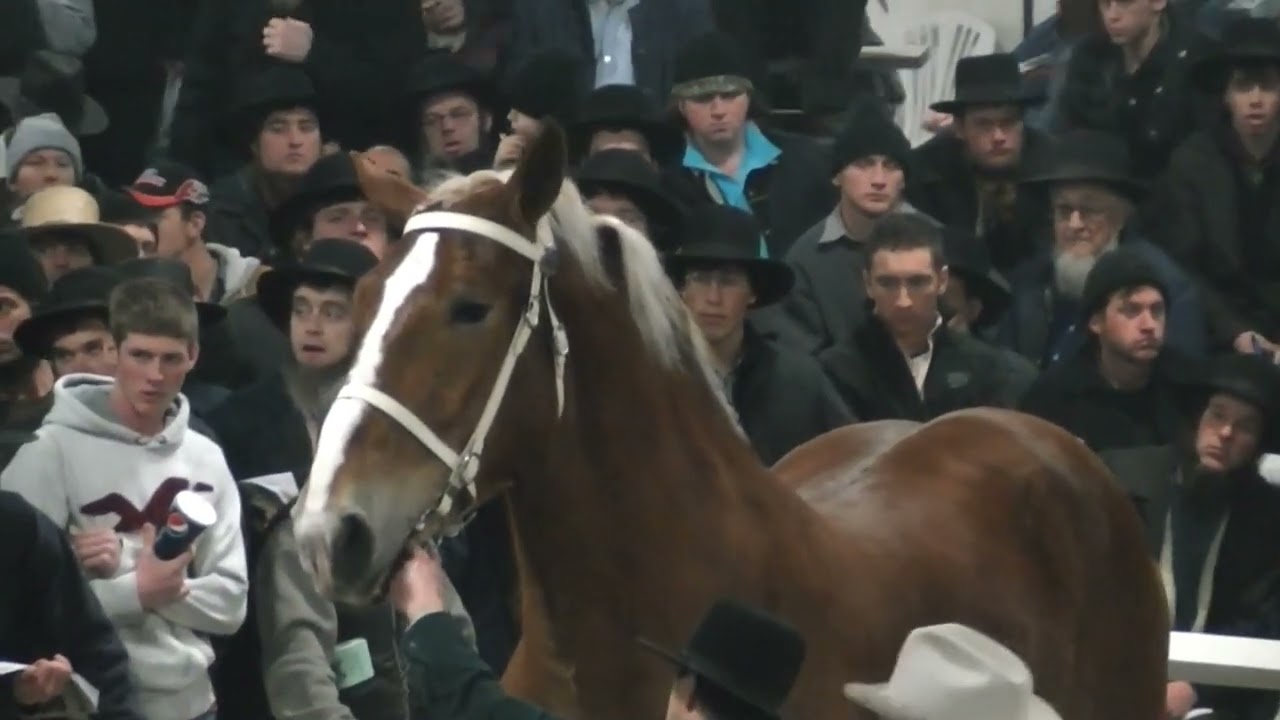 Воспоминания о распродаже рабочих лошадей в Гордивилле в 2011 году. Имена и цены указаны!