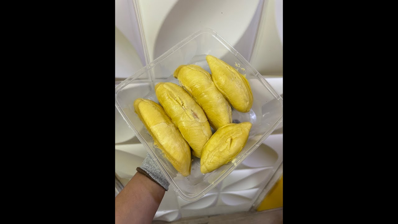 Musangking dari Sulawesi😱