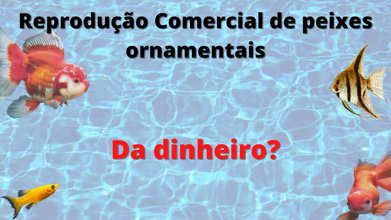 Reproduçao comercial de peixes ornamentais - Dá dinheiro?