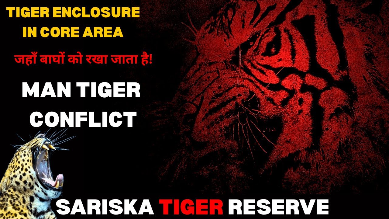 TIGER ENCLOSURE IN CORE AREA | MAN TIGER CONFLICT! Sariska Tiger Reserve Alwar #tiger