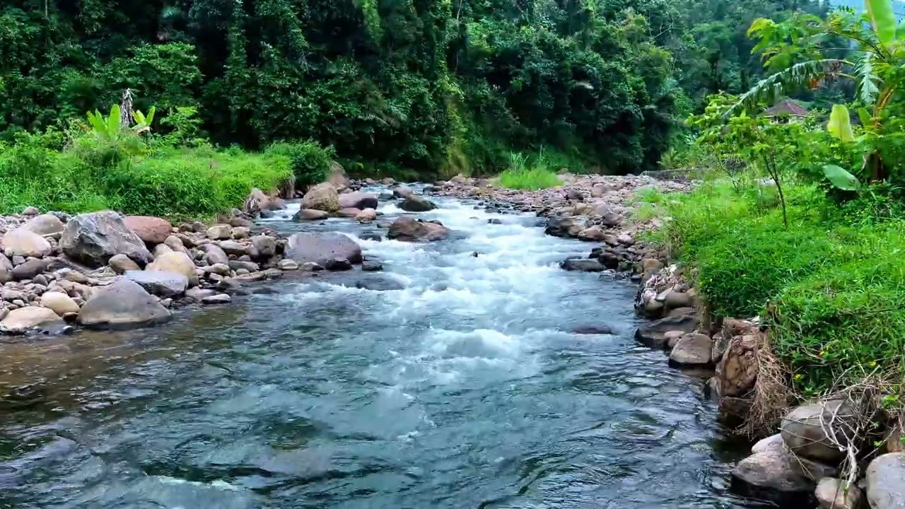 Peaceful River Running Through a Green Forest Landscape for Calmness, Rest, and Better Sleep