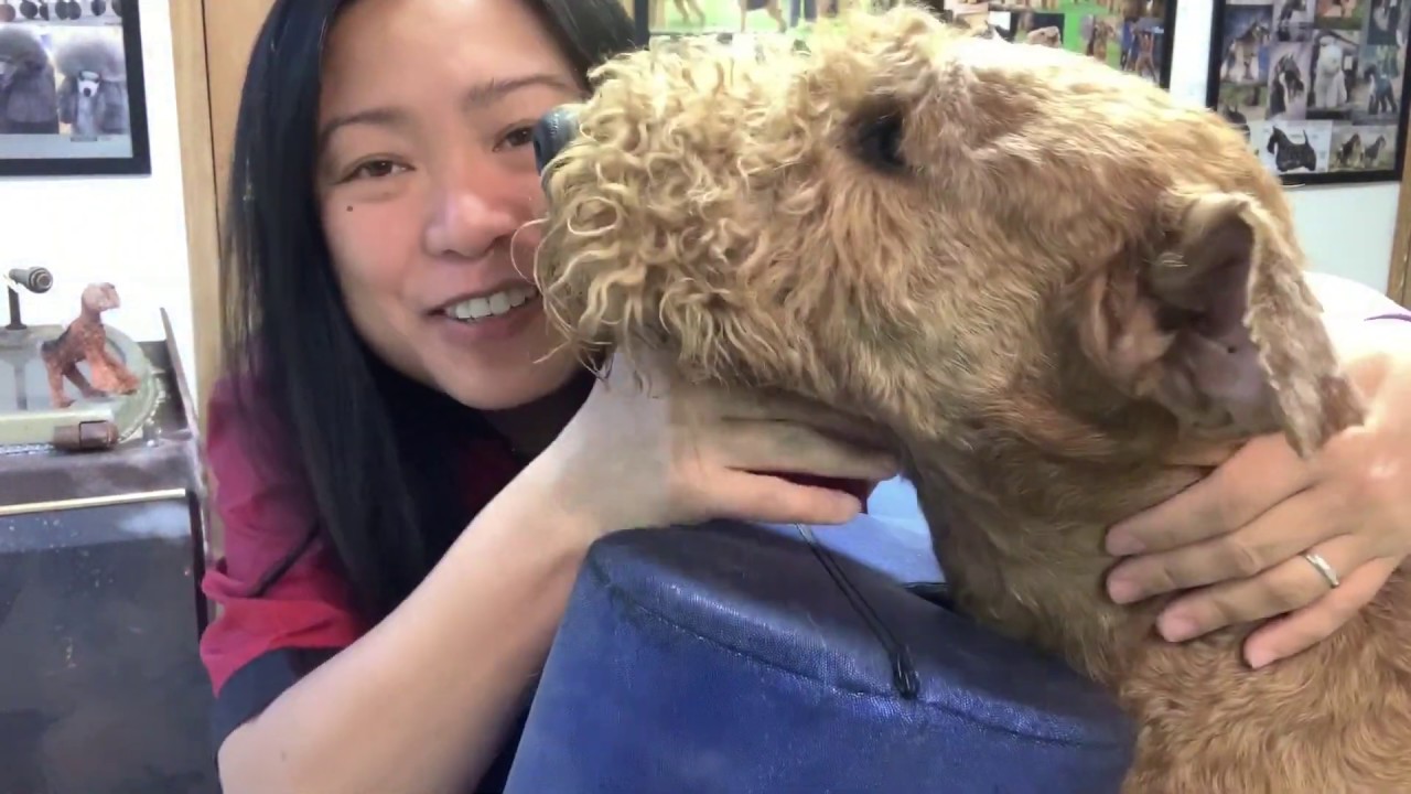 How To Hand-strip An Airedale Terrier's Head (Part 1 of 2)