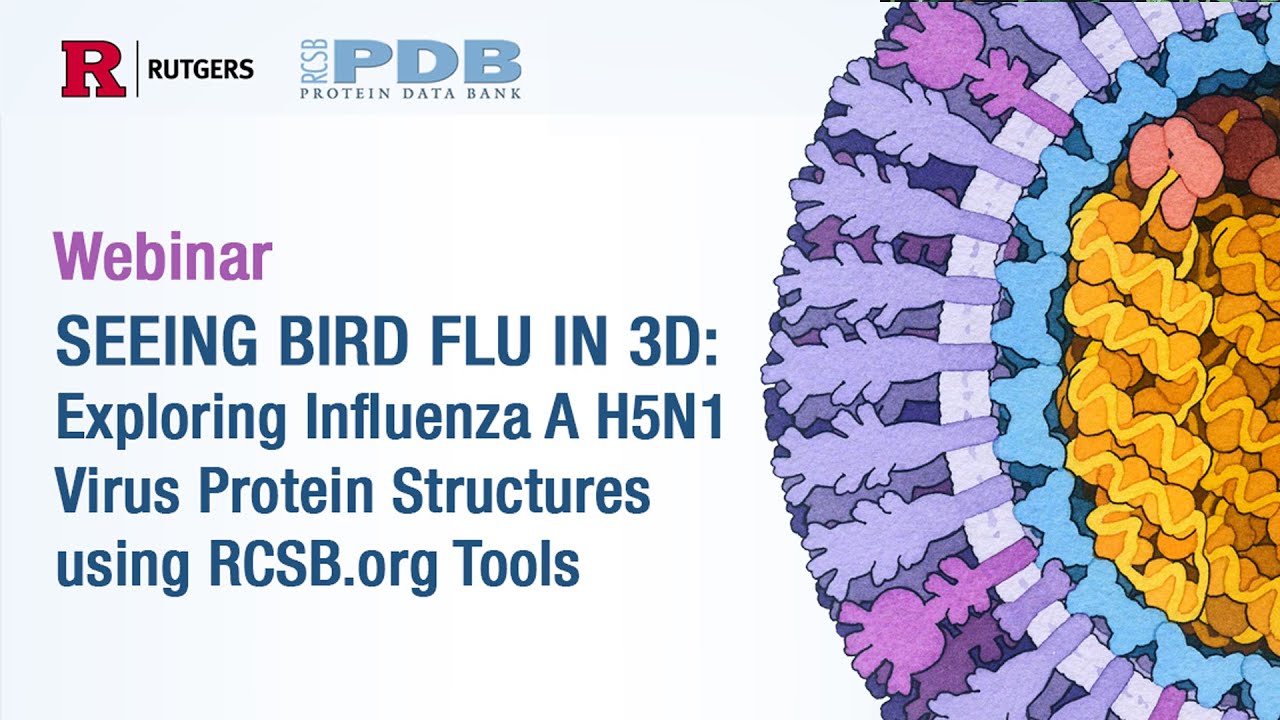Птичий грипп в 3D: исследование белковых структур вируса гриппа A H5N1 с помощью инструментов RCS...