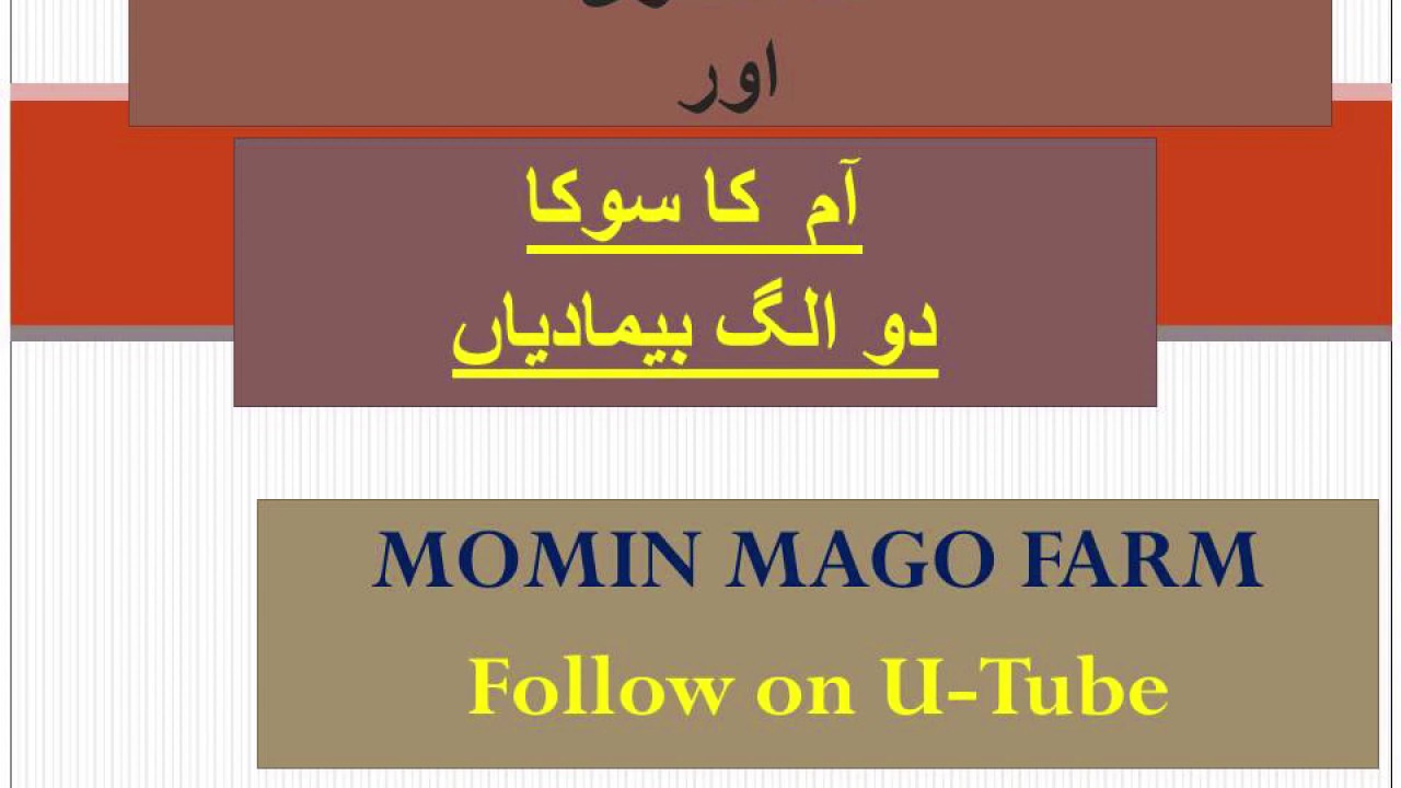 Die back/ Mango decline,mango plants disorder