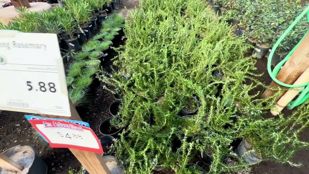 Plant Shopping & Pondering Taxation