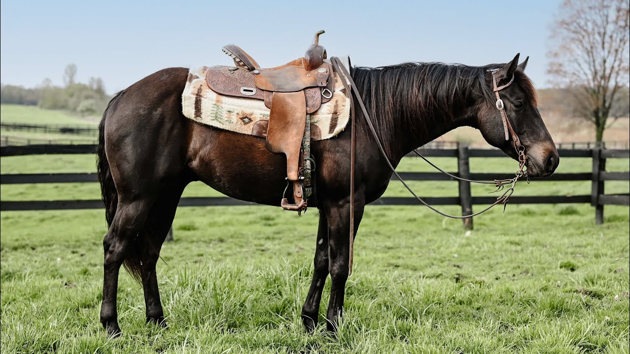 Johnny Cash- Versatile Gelding