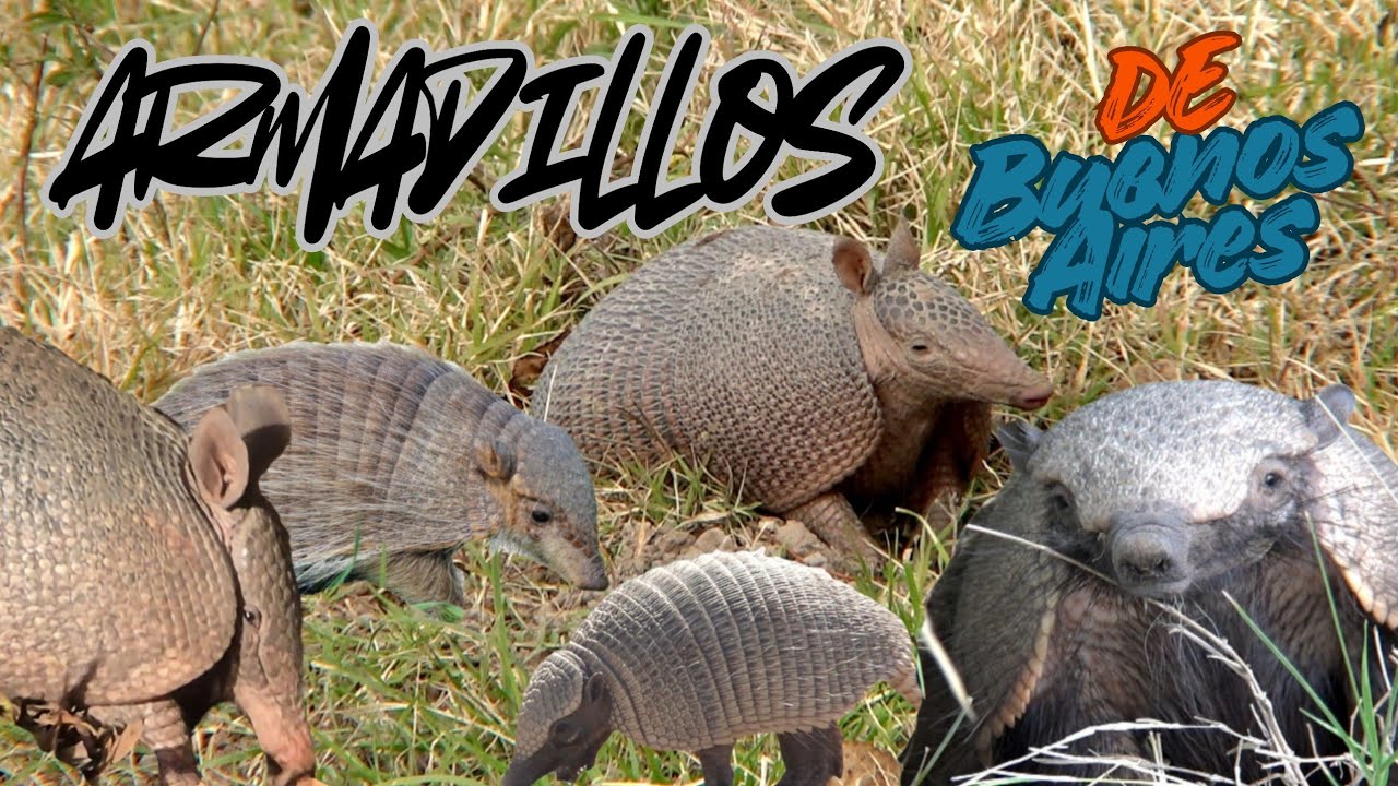 ARMADILLOS de Buenos Aires