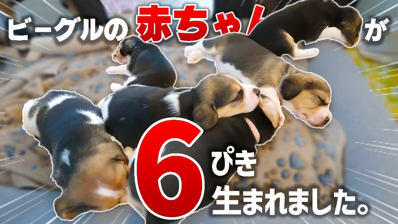 ビーグルの赤ちゃんたちに会ってきました。【そらちゃん家】