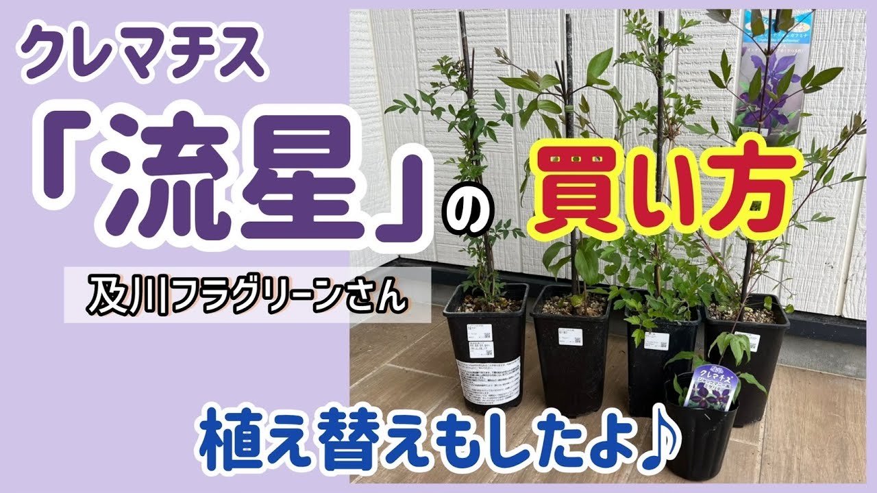 1年越しにクレマチス「流星」が購入できた話（笑）鉢増し作業もやりました♪【及川フラグリーン】