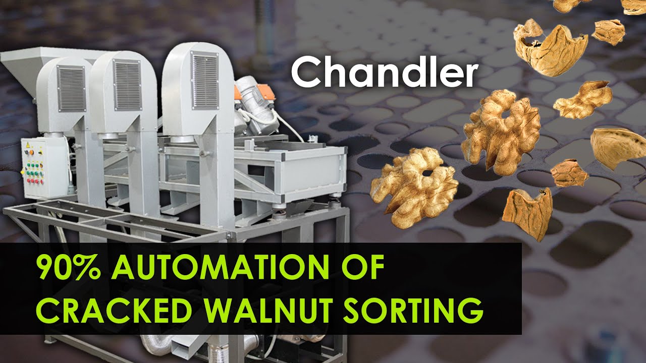 Separation walnut kernels from shell. Walnut processing line