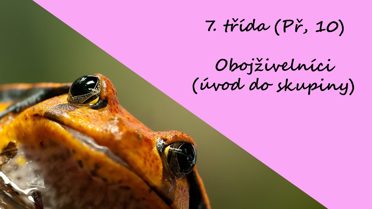 7. třída (Př, 10) - Obojživelníci (úvod do skupiny)