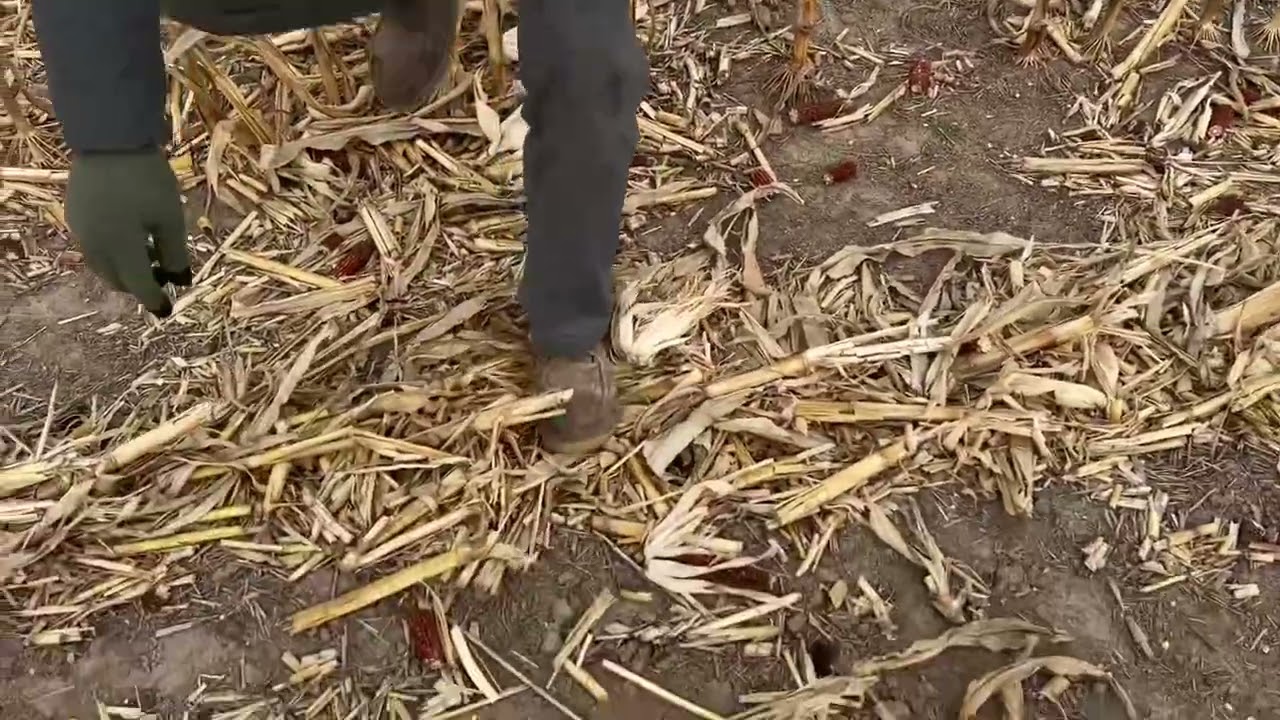 Yetter devastators VS Calmer Stalk Rolls ￼